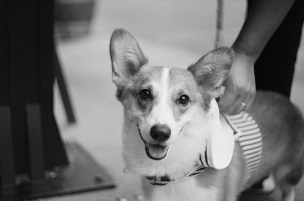 ILFORD XP2 super 400 135-36