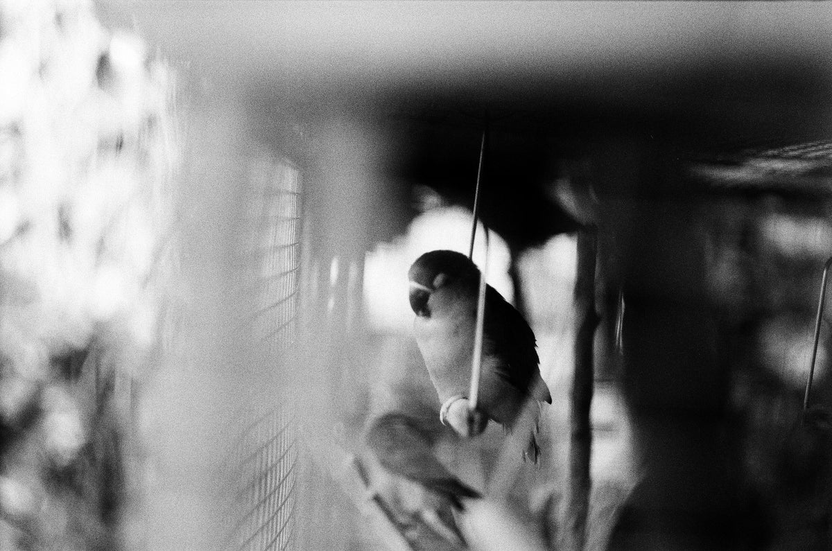 Fomapan 100 Classic 120 – Camera Film Photo Limited #ENJOYFILM