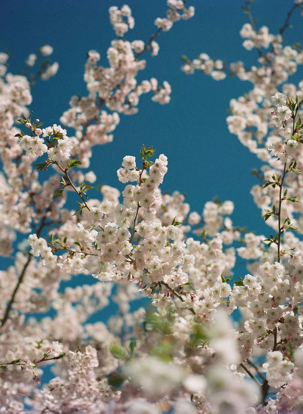 Kodak Ektacolor Pro 160 120 (1 roll)